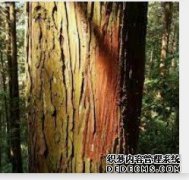 <b>上半年黄冕林杏耀平台怎么样？场木材销售收入</b>