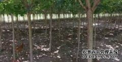 <b>广西推动林业高质量杏耀代理木工机械发展助力</b>