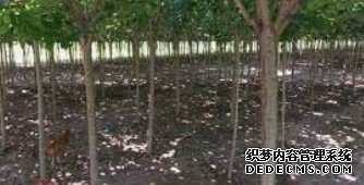 杏耀代理在线注册,杏耀注册线路测试