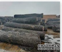 <b>原木库存持续下降，杏耀登录网址国内价格呈现</b>