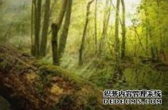 <b>林业碳汇或增杏耀怎么注册？加国内原木储量</b>
