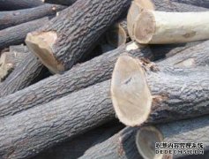 <b>杏耀注册木材百科—鸡血紫檀、牛角紫檀</b>