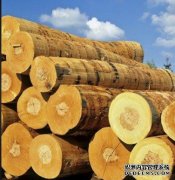 <b>杏耀注册木材百科—黑酸枝</b>
