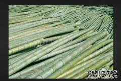 <b>树木与木杏耀代理材的基本知识</b>