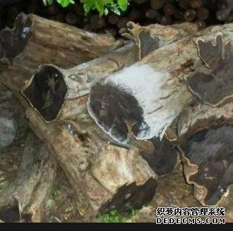 杏耀招商月回馈,杏耀注册研发专利