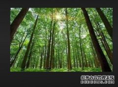 <b>杏耀代理特色林业产业成为菏泽鲁西新区经济新</b>