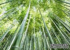 <b>杏耀竹林风 吹走夏日炎热</b>
